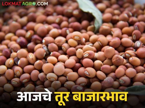 latest news Tur bajar bhav: Strong arrival of tur; Record prices in Jalna, Daryapur, Akola Read in detail | Tur bajar bhav : तुरीची जोरदार आवक; जालना, दर्यापूर, अकोल्यात विक्रमी दर वाचा सविस्तर