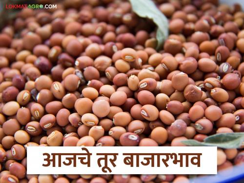 latest newslatest news Tur bajar bhav: Changes in the tur market arrivals; Which market got the highest price? | Tur bajar bhav : तुरीच्या बाजारात बदल; कोणत्या बाजारात मिळाला सर्वोच्च दर?