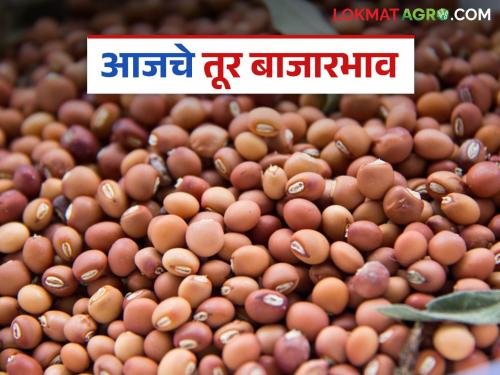 latest news Tur Bajar Bhav : Tur Arrivals fluctuates in the state; Where and how much did you get the price? Know in detail | Tur Bajar Bhav : राज्यात तुरीच्या अवकेत चढ-उतार; कुठे किती मिळाले दर? जाणून घ्या सविस्तर