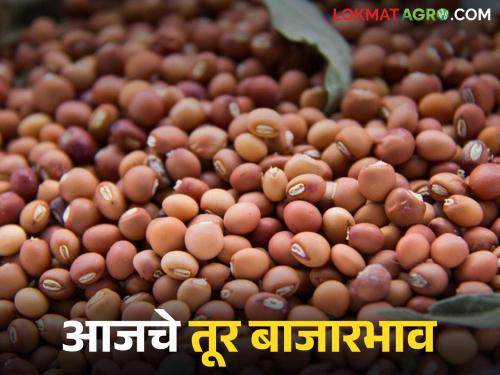 latest news Tur bajar bhav: Large arrival of tur in the market committee; but prices remain stable Read in detail | Tur bajar bhav: बाजार समितीत तुरीची मोठी आवक; मात्र दर स्थिर वाचा सविस्तर
