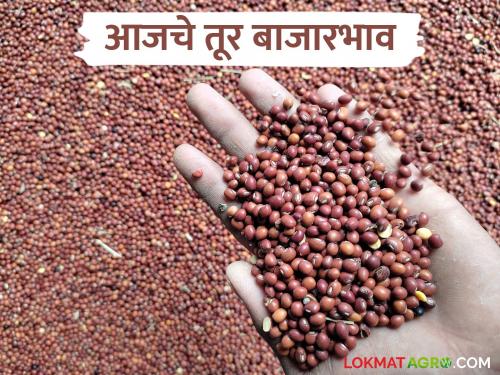 latest news Tur Bajar Bhav : Tur Market Update; Record price of Tur in 'Ya' market in the state Read in detail | Tur Bajar Bhav : तूर मार्केट अपडेट; राज्यात 'या' बाजारात तुरीला विक्रमी भाव वाचा सविस्तर