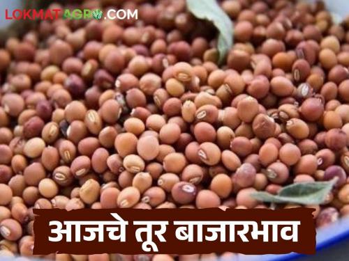 latest news Tur Bajar Bhav: Tur price stable in Paithan, read in detail how the price was obtained in Buldhana | Tur Bajar Bhav : पैठणमध्ये तूर दर स्थिर, बुलढाण्यात कसा मिळाला दर वाचा सविस्तर