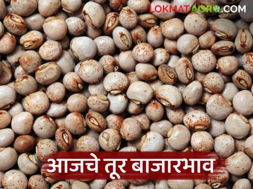 latest news Tur Bajar Bhav: Tur arrivals in the state market have decreased; Read the price fluctuations in detail | Tur Bajar Bhav : राज्यातील बाजारपेठेत तुरीची आवक घटली; दरात चढ-उतार वाचा सविस्तर