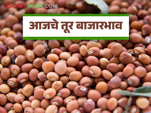 latest news Tur bajar bhav: Tur prices high! Highest arrivals in Malkapur, Karanja, Wardha markets Read in detail | Tur bajar bhav: तुरीच्या दरात उसळी! मलकापूर, कारंजा, वर्धा बाजारात सर्वाधिक आवक वाचा सविस्तर
