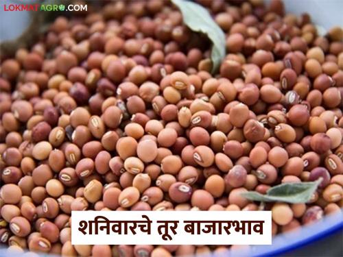 latest news Tur Bajar Bhav: Tur Arrivals Ups and downs in Akola and Jalna markets; Know today's tur market prices | Tur Bajar Bhav: अकोला आणि जालना बाजारात चढ-उतार; जाणून घ्या आजचे तूर बाजारभाव