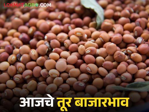 latest news Tur bajar bhav: What is the market price of tur on Deep Amavasya? Read in detail | Tur bajar bhav : दीप अमावस्येला तुरीचे बाजारभाव काय? वाचा सविस्तर