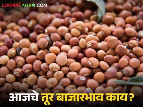 latest news Tur bajar bhav: Red tur is the highest price; Akola market has reached the highest price. Read in detail | Tur bajar bhav : लाल तूर खातेय भाव; अकोला बाजारात गाठला सर्वाधिक दर वाचा सविस्तर