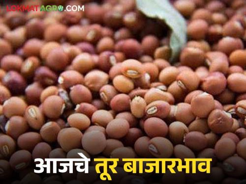 latest news Tur Bajar Bhav : Arrivals in the Tur market increased; Read the fluctuations in prices in detail | Tur Bajar Bhav : तूर बाजारात आवक वाढली; दरांमध्ये चढ-उतार वाचा सविस्तर