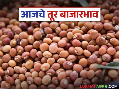 latest news Tur bajar bhav: Decrease in arrival of tur in market committees, know what is the price in your district | Tur bajar bhav : बाजार समित्यांमध्ये तूर आवकेत घट; जाणून घ्या तुमच्या जिल्ह्यात काय भाव