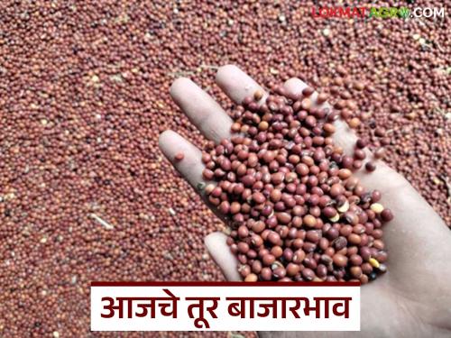 latest news Tur Bajar Bhav : Tur arrivals are fluctuating; Where and how much is the price? | Tur Bajar Bhav : तूर आवकेत चढ-उतार सुरू; कुठे किती भाव? वाचा सविस्तर