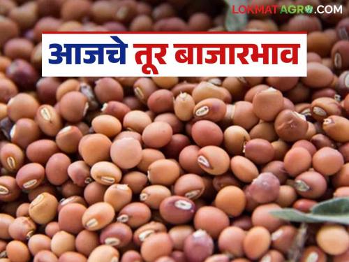 Tur Bazaar Bhav: Arrival of 'these' Tur in Latur market has increased; Read in detail how the price is being obtained | Tur Bajar Bhav : लातूर बाजारात 'या' तुरीची आवक वाढली; कसा मिळतोय दर ते वाचा सविस्तर