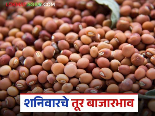 latest news Tur bajar bhav: Big change in the tur market; Stability in prices, big drop in arrivals Read in detail | Tur bajar bhav : तूर बाजारात मोठा बदल; दरात स्थिरता, आवकेत मोठी घसरण वाचा सविस्तर