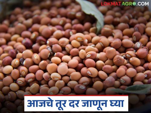 latest news Tur Bajar Bhav : Fluctuations in the arrival of tur across the state; Know today's tur prices in detail | Tur Bajar Bhav : राज्यभरात तुरीच्या आवकेत चढ-उतार; आजचे तूर दर जाणून घ्या सविस्तर