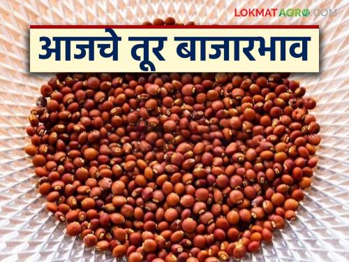 latest news Tur bajar bhav: Tur arrivals in the market have slowed down; Read the reason in detail | Tur bajar bhav : तूर बाजारात आवक मंदावली; काय आहे कारण वाचा सविस्तर