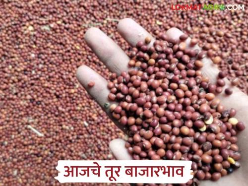 latest news Tur Bajar Bhav: Tur market prices in the state; Prices have decreased in some places, while white tur has skyrocketed | Tur Bajar Bhav : राज्यातील तूर बाजारभाव : काही ठिकाणी भाव घटले, तर पांढरी तूर वधारली
