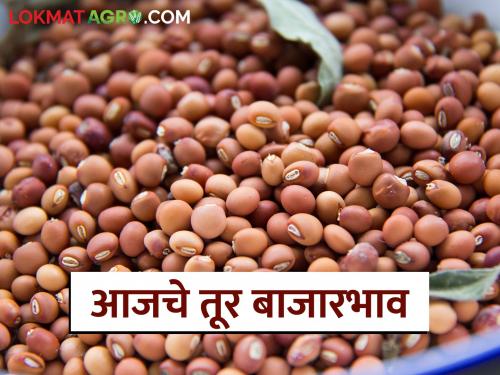 Tur bajar bhav: Tur market price: Where did the price increase, where did it remain stable? Read in detail | Tur bajar bhav : तूर बाजारभाव : कुठे दर वधारले, कुठे राहिले स्थिर? वाचा सविस्तर