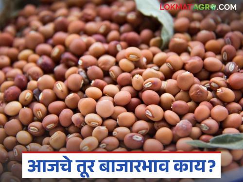latest news Tur Bajar Bhav : Large arrival of tur in Amravati-Hinganghat; White tur prices highest in Jalna read in details | Tur Bajar Bhav : अमरावती-हिंगणघाटात तुरीची मोठी आवक; जालन्यात पांढऱ्या तुरीला उच्चांकी भाव वाचा सविस्तर