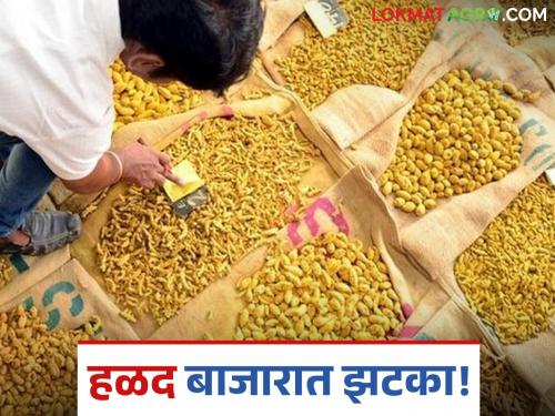 latest news Halad Market: Halad suffers a setback in the market; Price drops by 'so many' thousand rupees in a week Read in detail | Halad Market : हळदीला बाजारात झटका; आठवड्याभरात 'इतक्या' हजार रुपयांची घट वाचा सविस्तर
