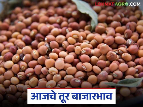 latest news Tur Bajar Bhav : Strong demand for red tur in the tur market; White tur has reached a record high Read in detail | Tur Bajar Bhav : तूर बाजारात लाल तुरीला जोरदार मागणी; पांढऱ्या तुरीने गाठला उच्चांक वाचा सविस्तर