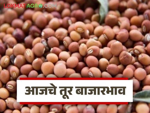 latest news Tur Bajar Bhav : Is the Tur market booming or slowing down? Know the detailed market price | Tur Bajar Bhav : तूर बाजारात तेजी की मंदी? जाणून घ्या सविस्तर बाजारभाव