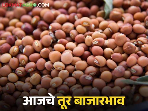 latest news Tur bajar bhav: Decrease in arrivals in the tur market; Where and how much did you get the price? Read in detail | Tur bajar bhav : तूर बाजारात आवकेत घट; कुठे किती मिळाले दर? वाचा सविस्तर