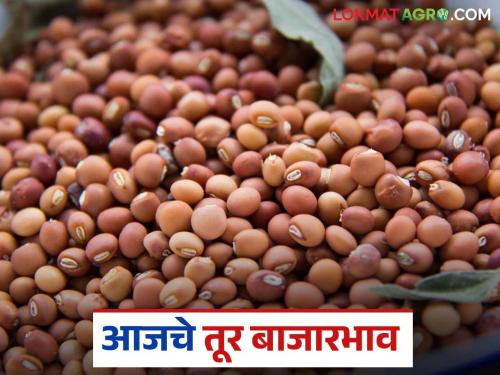 latest news Tur bajar bhav: Tur market price update; How much is the price of Tur in your area? Read in detail | Tur bajar bhav: तूर बाजारभाव अपडेट; तुमच्या भागात तुरीला किती दर? वाचा सविस्तर