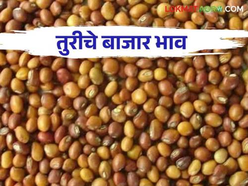 Tur Bajar Bhav : Tur Bajar Bhav is the highest in Amravati market; Read the price in detail | Tur Bajar Bhav : अमरावतीच्या बाजारात तुरीची आवक सर्वाधिक; काय मिळाला भाव ते वाचा सविस्तर