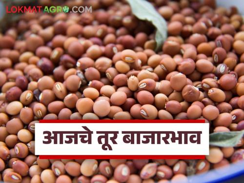 latest news Tur bajar bhav: Huge increase in arrival of tur; Know how the price is being obtained | Tur bajar bhav: तुरीच्या आवकेत मोठी वाढ; जाणून घ्या कसा मिळतोय दर