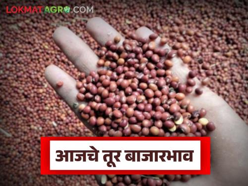 latest news Tur bajar bhav: Surge in arrival of tur! Good demand for 'red' and 'white' tur across the state Read in detail | Tur bajar bhav : तुरीच्या आवकेत उसळी! राज्यभरात 'लाल' आणि 'पांढऱ्या' तुरीला चांगली मागणी वाचा सविस्तर