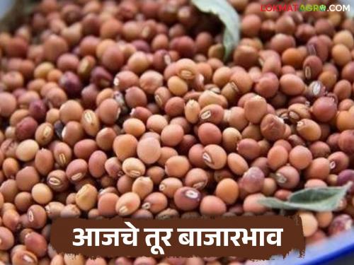 latest news Tur Bajar Bhav : Tur arrivals in the state have decreased; Read in detail what is the average price received | Tur Bajar Bhav : राज्यात तुरीची आवक घटली;सरासरी दर किती मिळाला वाचा सविस्तर