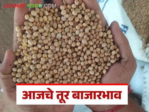 latest news Tur bajar bhav: Decrease in arrival of tur; Know in detail where and how much it was sold | Tur bajar bhav: तुरीच्या आवकेत घट; कुठे किती दर मिळाला जाणून घ्या सविस्तर