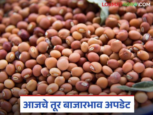 latest news Tur bajar bhav: Tur market booming; Red variety is getting good prices Read in detail | Tur bajar bhav : तुरीच्या बाजारात तेजी; लाल जातीला मिळतोय झकास दर वाचा सविस्तर