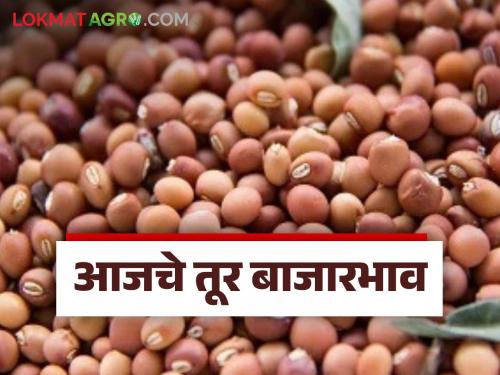 latest news Tur Bajar Bhav: Decrease in arrivals in Tur market; Prices stable in Paithan-Devni markets Read in detail | Tur Bajar Bhav : तूर बाजारात आवकेत घट; पैठण-देवणी बाजारात दर स्थिर वाचा सविस्तर