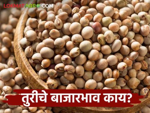 Tur Bajar Bhav : What is the arrival of tur in Amravati market; Read the price in detail | Tur Bajar Bhav : अमरावती बाजारात तुरीची आवक किती; काय मिळाला भाव वाचा सविस्तर