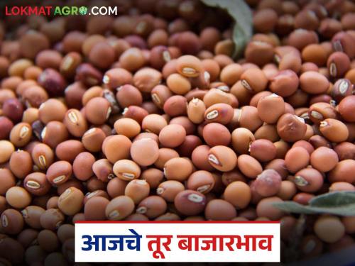 latest news Tur bajar bhav: Big fluctuations in the tur market; where arrivals, where prices have fallen read in details | Tur bajar bhav : तूर बाजारात मोठा चढ-उतार; कुठे आवक, कुठे घसरले दर वाचा सविस्तर