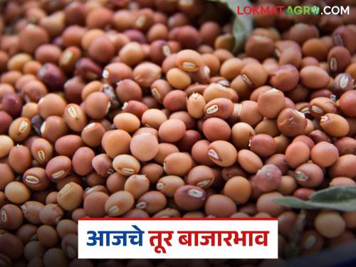 latest news Tur bajar bhav: Tur arrivals drop by half; Read in detail how the price was achieved | Tur bajar bhav : तुरीच्या आवकेत निम्म्याने घसरण; कसा मिळाला दर वाचा सविस्तर