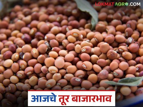 latest news Tur bajar bhav: Red Tur is in highest arrival; Read the average price in detail | Tur bajar bhav: लाल तुरीस सर्वाधिक मागणी; सरासरी काय मिळाला भाव वाचा सविस्तर