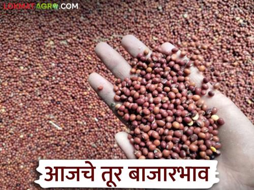 Tur Market: Big drop in arrival of tur; Only 1,420 quintals arrived, price fluctuates read in details | Tur Market: तुरीच्या आवकेत मोठी घट; फक्त १,४२० क्विंटल आवक, दरात चढ-उतार वाचा सविस्तर
