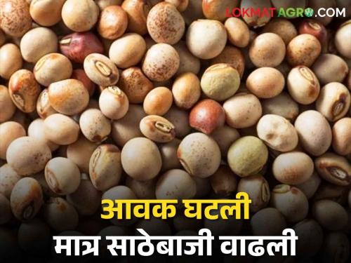 pigeon pea prices on the rise; Traders start hoarding and farmers do not have enough to sell pigeon pea | Tur Price: तुरीचे दर तेजीत; व्यापाऱ्यांकडून साठेबाजी, तर शेतकऱ्यांकडे विक्रीसाठी तूरच शिल्लक नाही