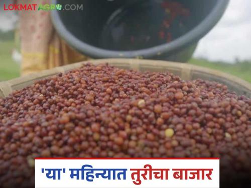 Latest News How will per quintal price of tur remain for last two weeks of May 2025 Read in detail | Tur Market : पुढील वीस दिवस तुरीचे प्रति क्विंटल दर कसे राहतील? वाचा सविस्तर 