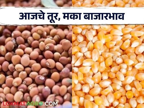 Latest News Tur Maka Bajarbhav Maize good price in Solapur, turi price down, read full details | Tur, Maka Bajarbhav : सोलापुरात मक्याला चांगला दर, तुरीचा दर घसरला, वाचा आजचे तूर, मका बाजारभाव