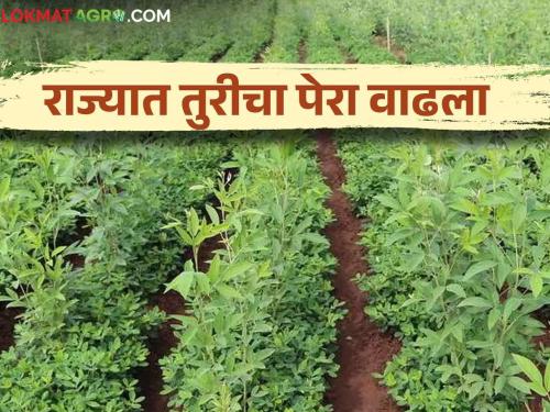 Latest News Tur Cultivation area of tur has increased by 1 lakh hectares in maharashtra see details | Tur Cultivation : यंदा राज्यात १ लाख हेक्टरने तुरीचे क्षेत्र वाढले, मागील वर्षी किती होतं? 