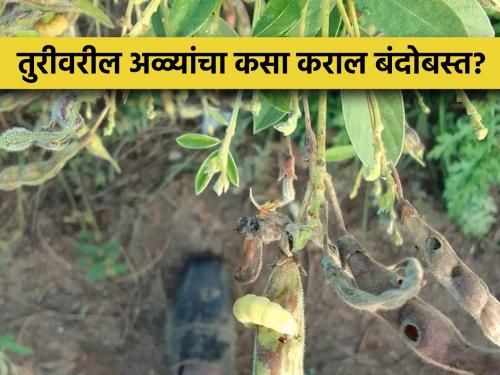 How to manage pod borer in tur pigeon pea crop | तूर पिकावरील शेंगा पोखरणाऱ्या अळ्यांच्या कसे कराल व्यवस्थापन?