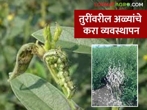 Tur Pest Management : Tur Pest Management do this options for pest control | Tur Pest Management : तुरीवर शेंगा पोखरणारी अळीचा प्रादुर्भाव ; असे करा व्यवस्थापन