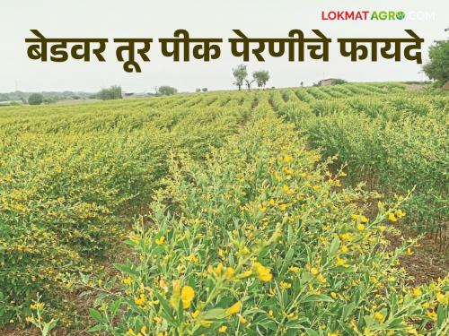 Latest News Agriculture News Farmers of Amravati district have adopted a new method of tur sowing | Agriculture News : अमरावती जिल्ह्यातील शेतकऱ्यांनी अवलंबली तूर पेरणीची नवी पद्धत, जाणून घ्या सविस्तर 