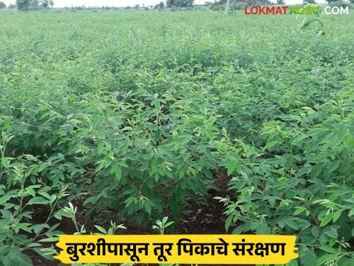 Latest News Tur Crop Management How to protect tur crop from three types of fungi Read in detail | Tur Crop Management : तीन प्रकारच्या बुरशीपासून तूर पिकाचे संरक्षण कसे कराल? वाचा सविस्तर 