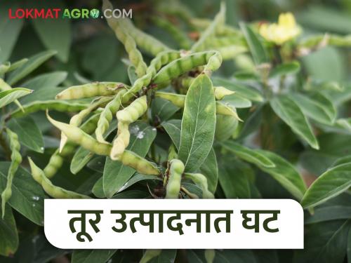 Latest News Due to decrease in tur production this year, farmers are worried | यंदा तूर उत्पादनात घट, लागवडीचा खर्चही निघेना!