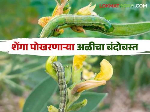 Tur Kid Niyantran : Follow this simple solutions to control pod borer on pigeon pea | Tur Kid Niyantran : तुरीवरील शेंगा पोखरणाऱ्या अळीच्या नियंत्रणासाठी करा हे सोपे उपाय