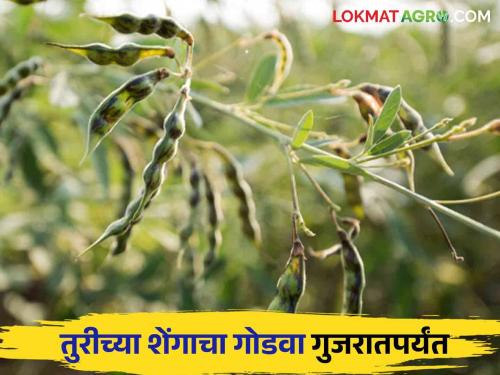 Latest News Agriculture News Increasing demand for wet pods of tur from Gujarat see details price | Agriculture News : गुजरातमधून तुरीच्या ओल्या शेंगांना वाढती मागणी, काय भाव मिळतोय? 