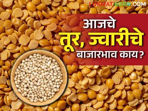 Market Updated : What was the price of red gram and sorghum in the market? Read in detail | Market Update : बाजारात तूरीला, ज्वारीला काय भाव मिळाला ? वाचा सविस्तर